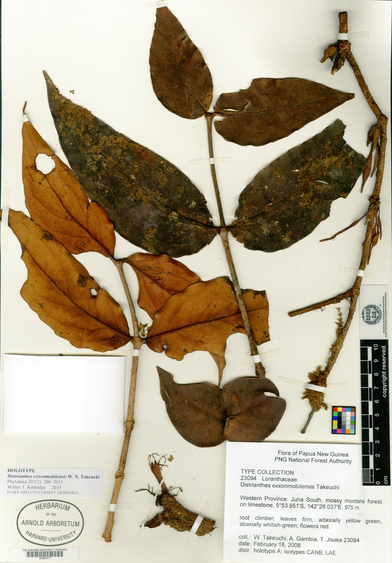 Distrianthes exxonmobilensis