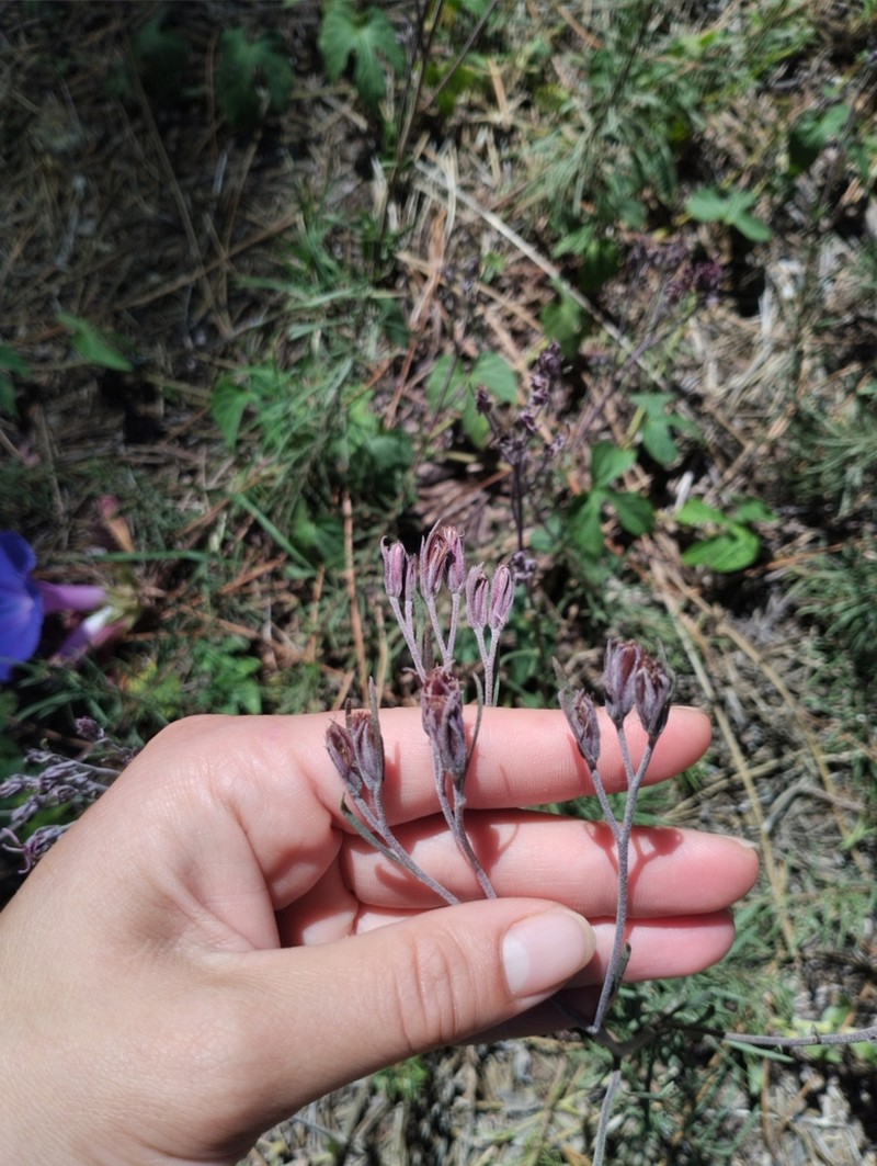 Disynaphia calyculata