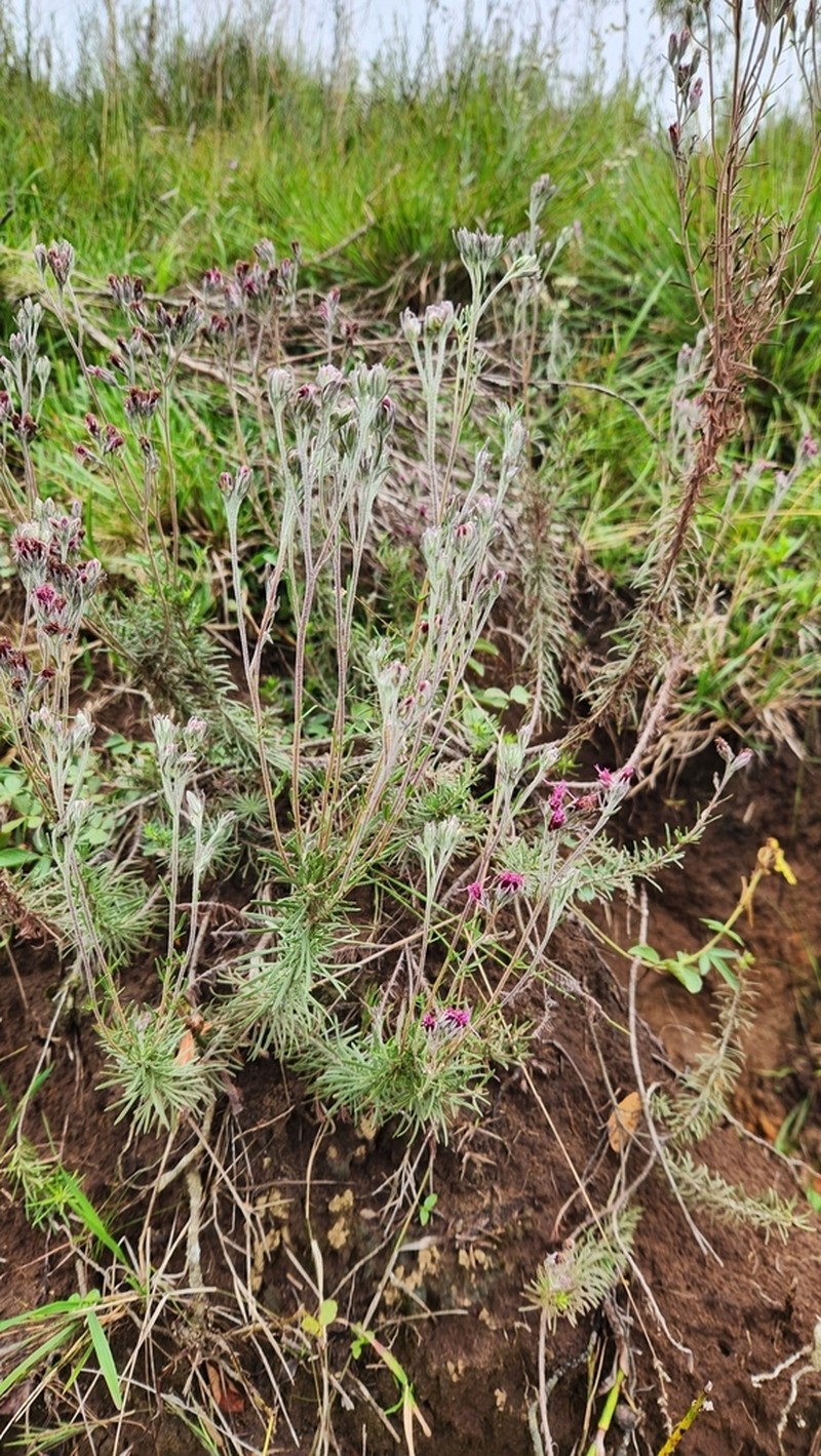 Disynaphia calyculata photo 2