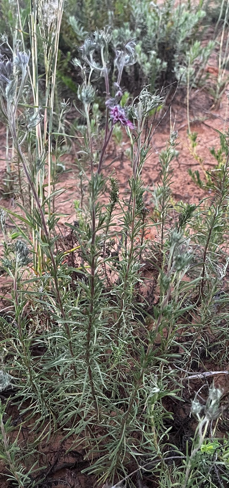 Disynaphia calyculata photo 3