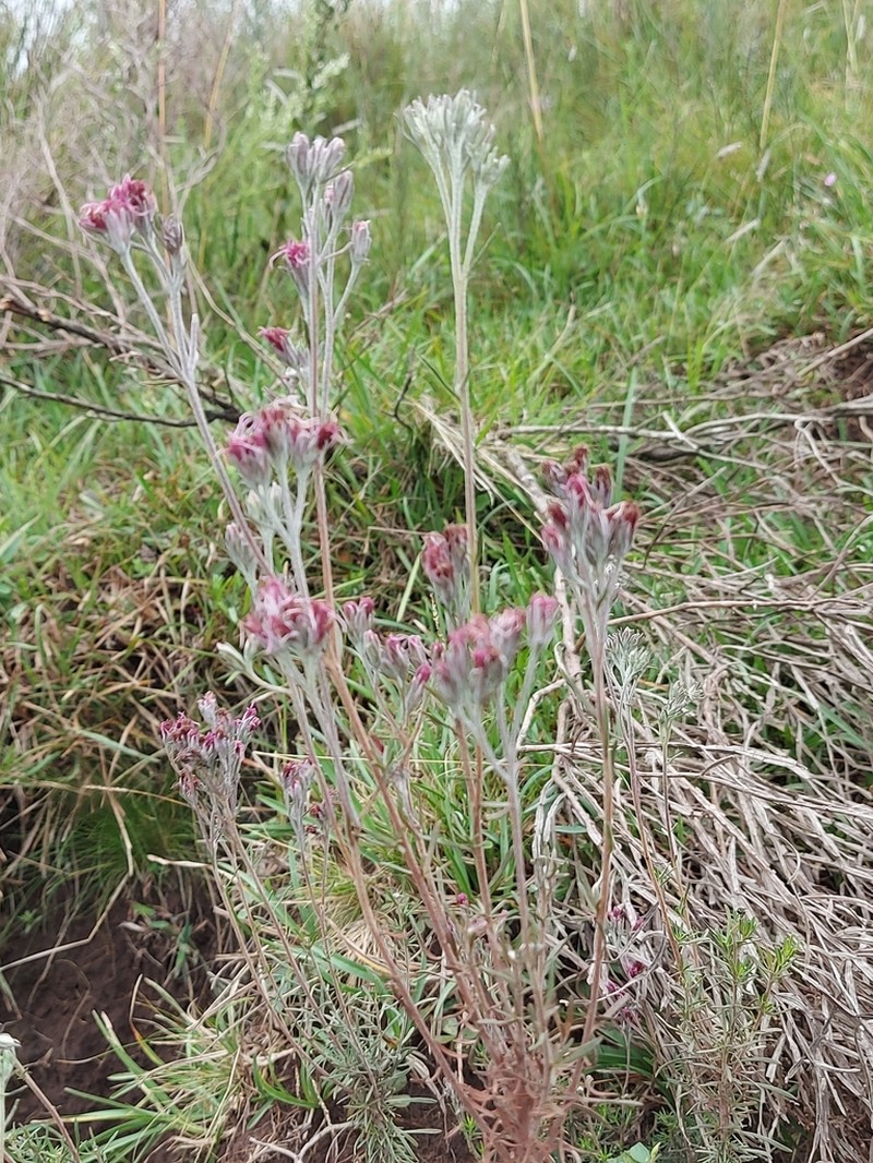 Disynaphia calyculata photo 4