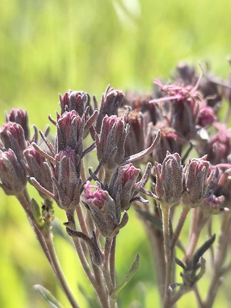Disynaphia calyculata photo 6