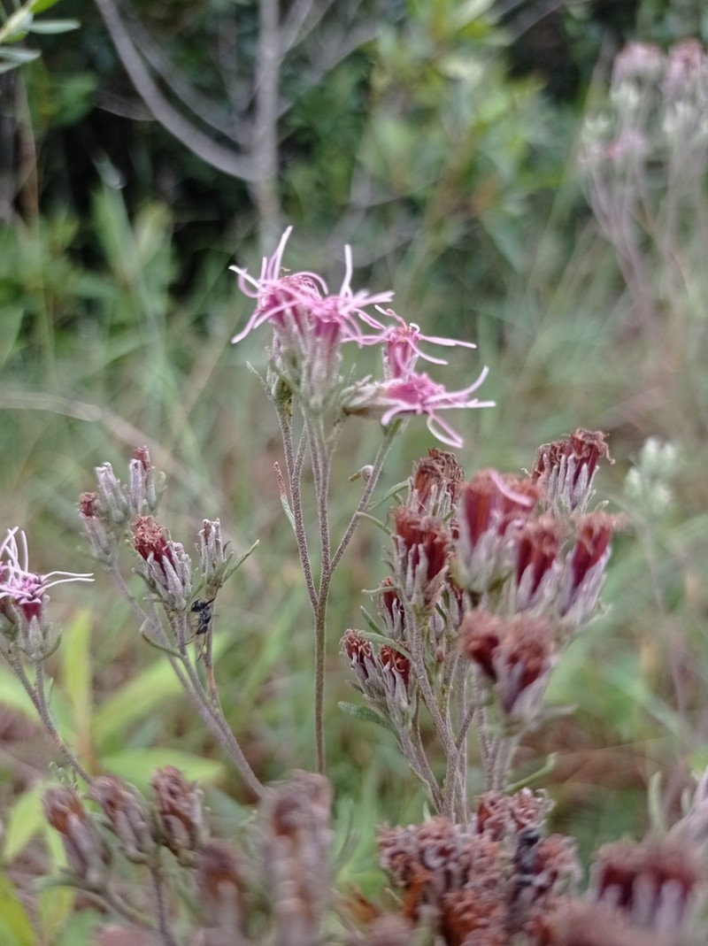 Disynaphia calyculata photo 7