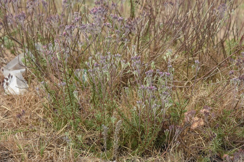 Disynaphia calyculata photo 8