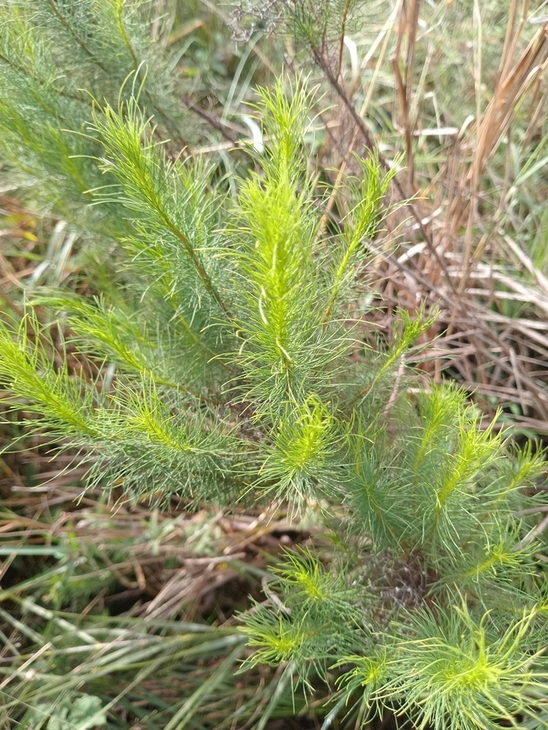 Disynaphia filifolia photo 2