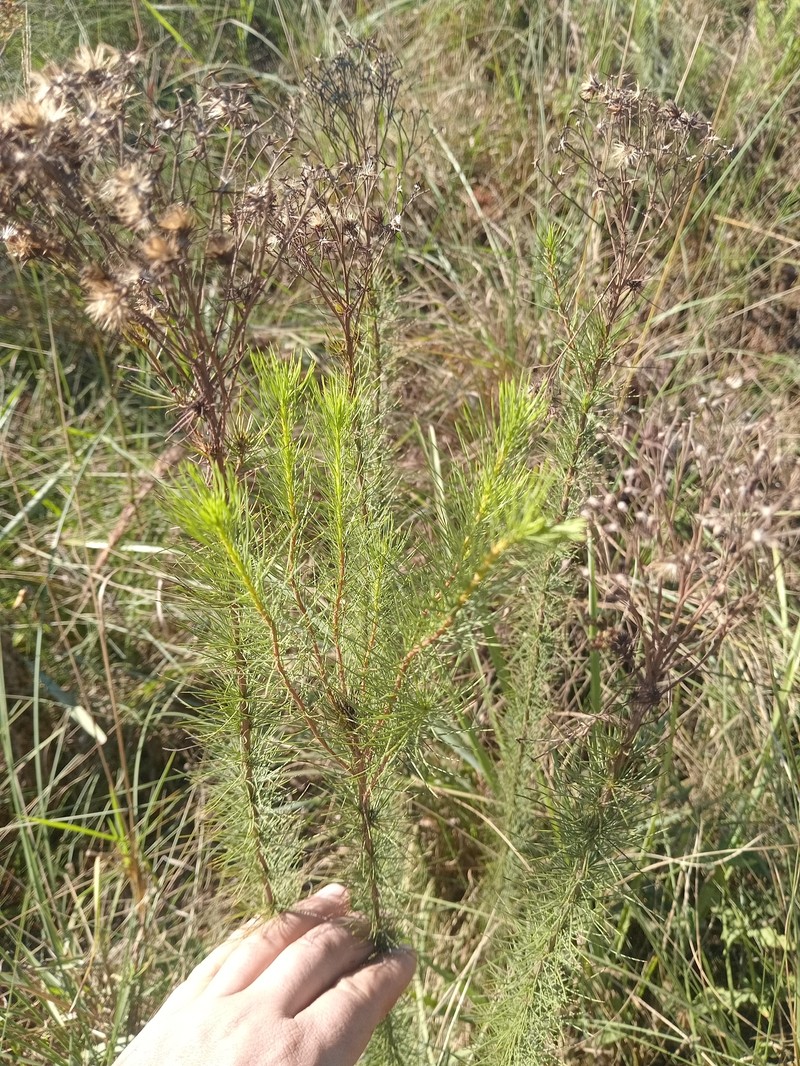 Disynaphia filifolia photo 4