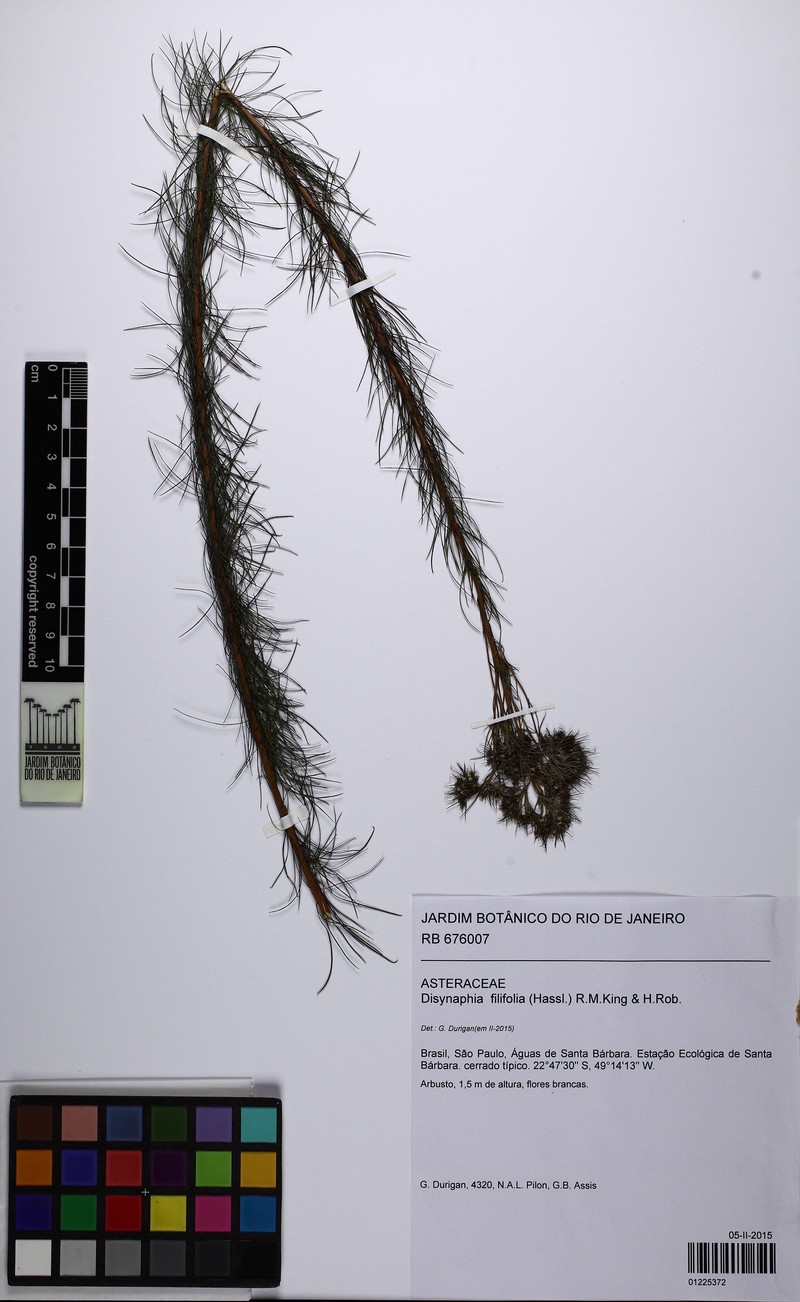 Disynaphia filifolia photo 5
