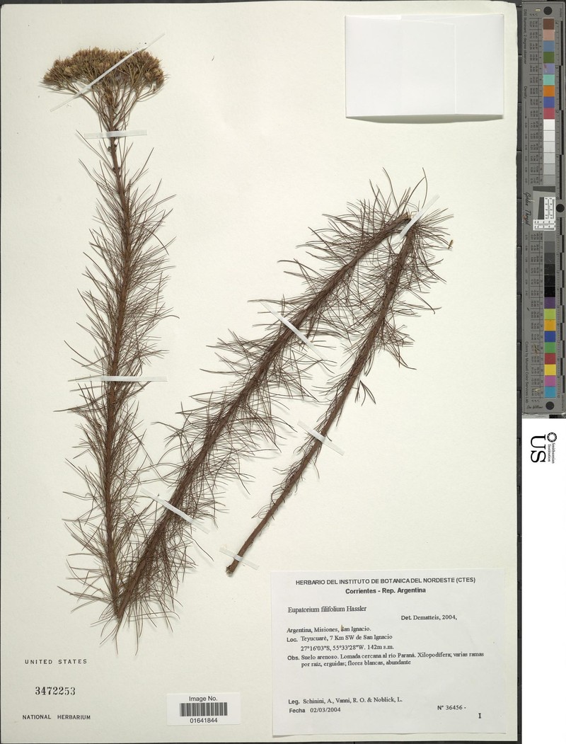 Disynaphia filifolia photo 6