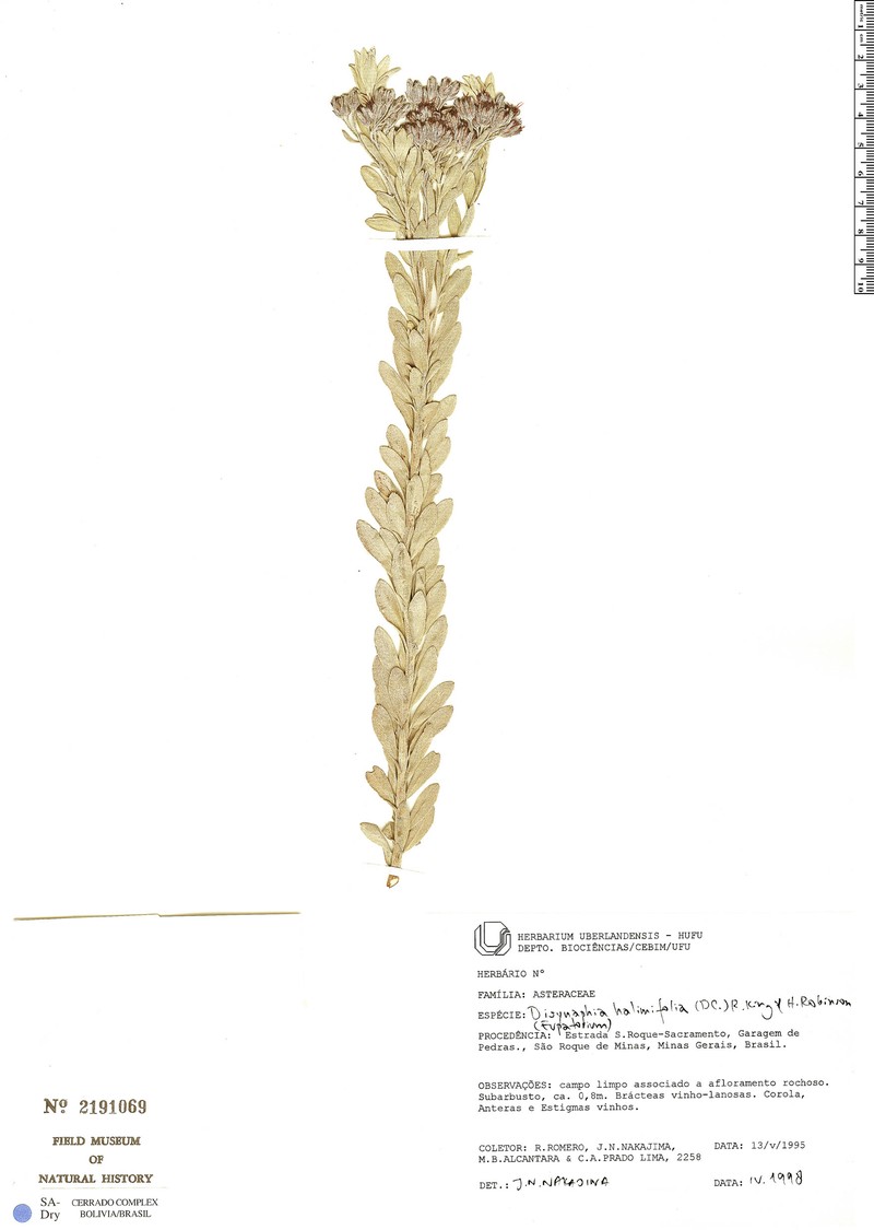 Disynaphia halimifolia