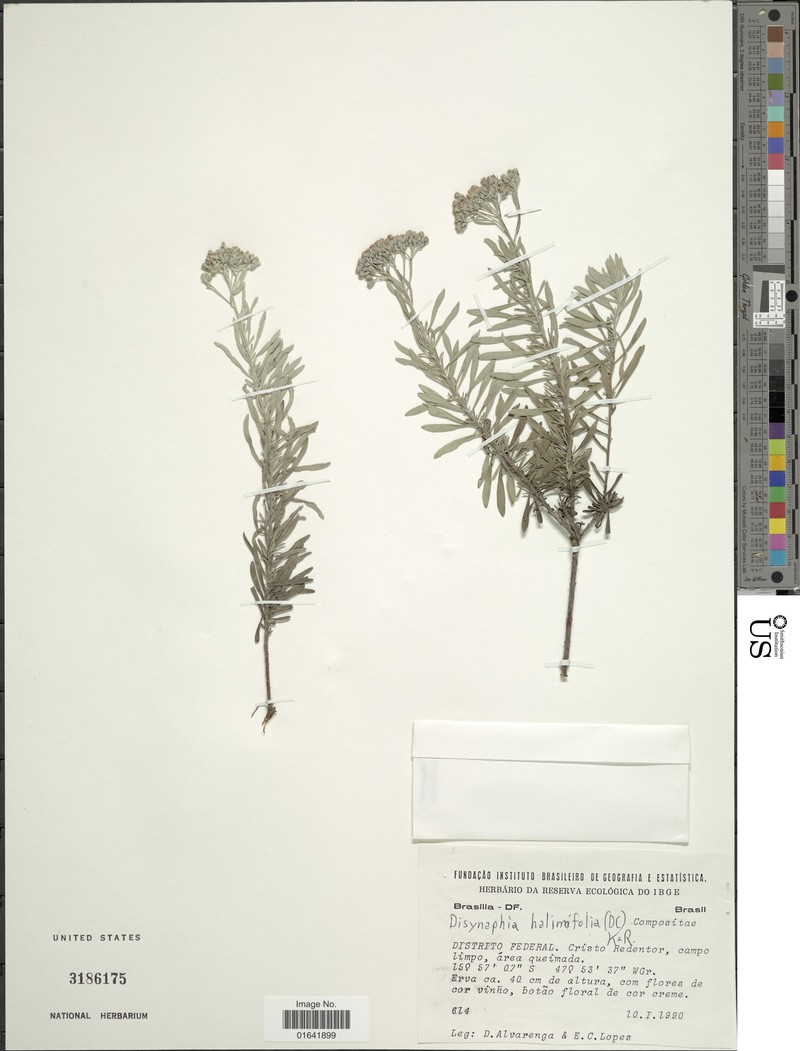 Disynaphia halimifolia photo 2