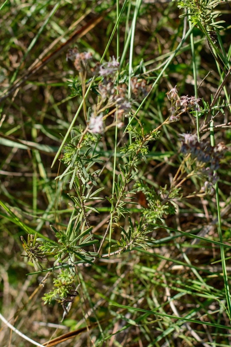 Disynaphia ligulifolia