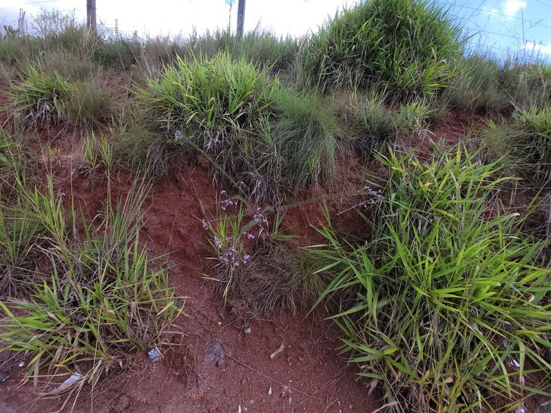 Disynaphia ligulifolia photo 2