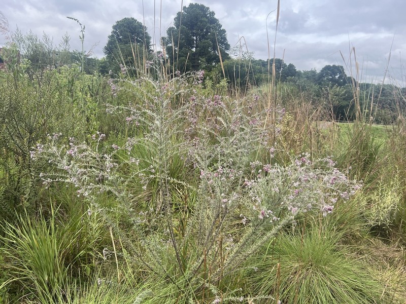 Disynaphia ligulifolia photo 3