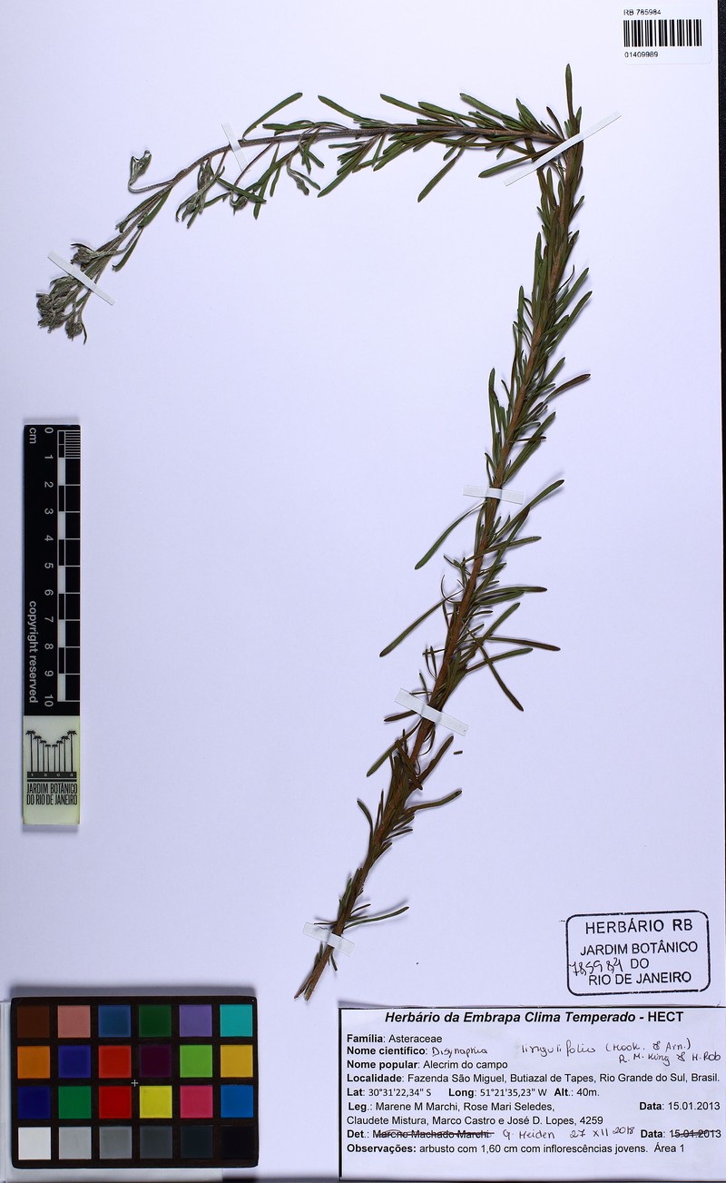Disynaphia ligulifolia photo 4