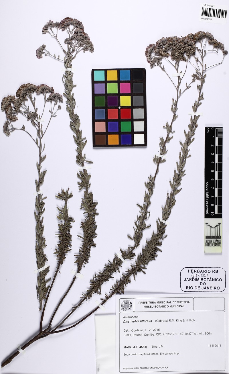 Disynaphia littoralis