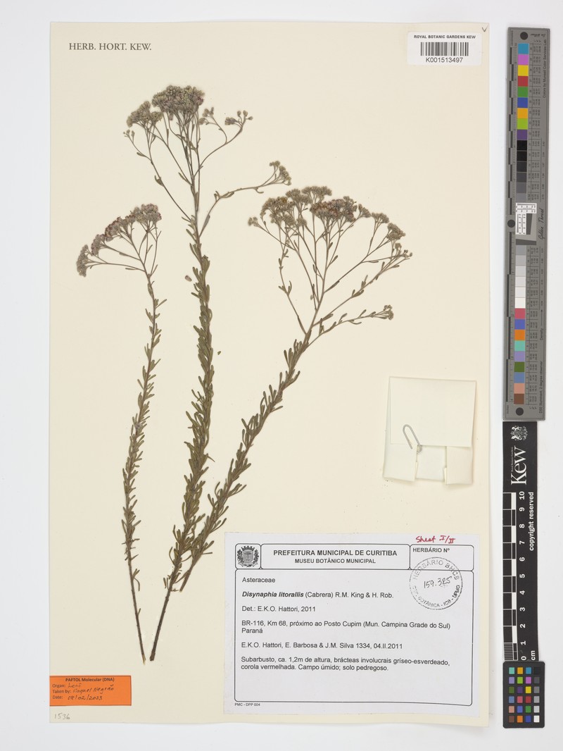 Disynaphia littoralis photo 2