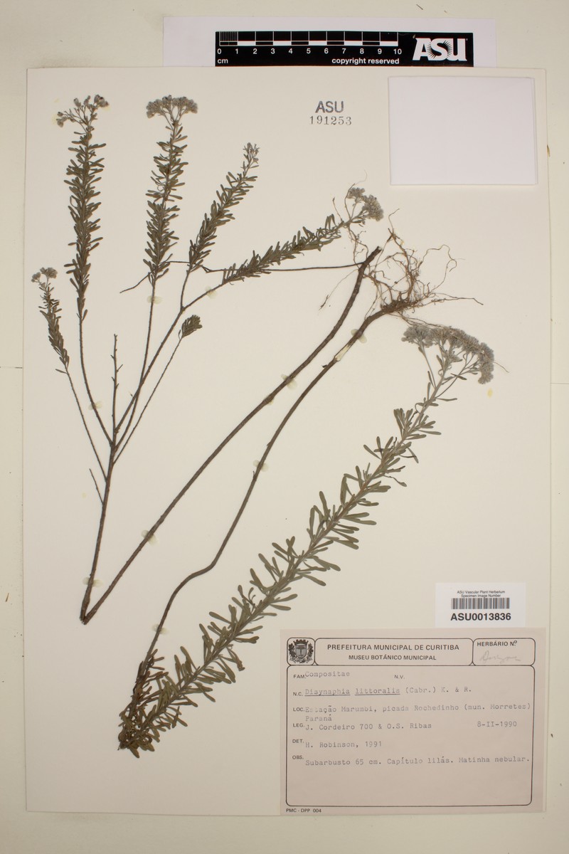 Disynaphia littoralis photo 3