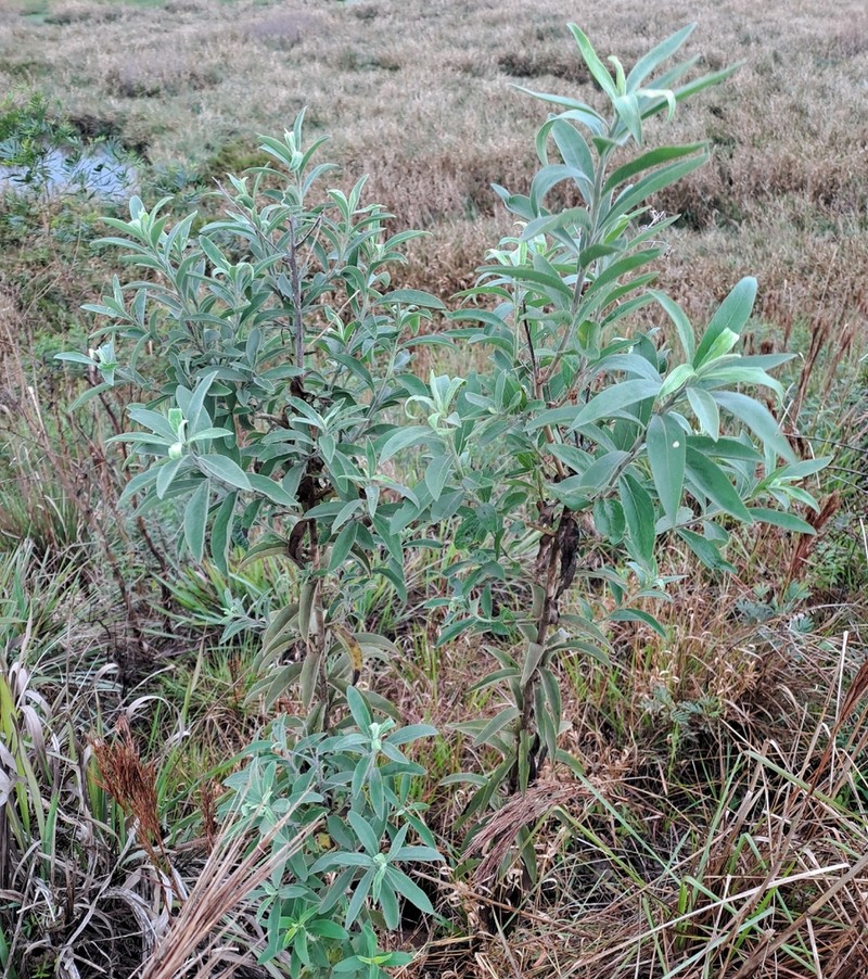 Disynaphia multicrenulata photo 2