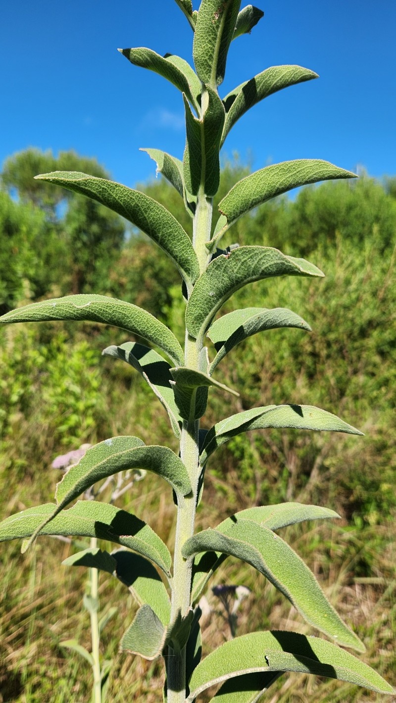 Disynaphia multicrenulata photo 4