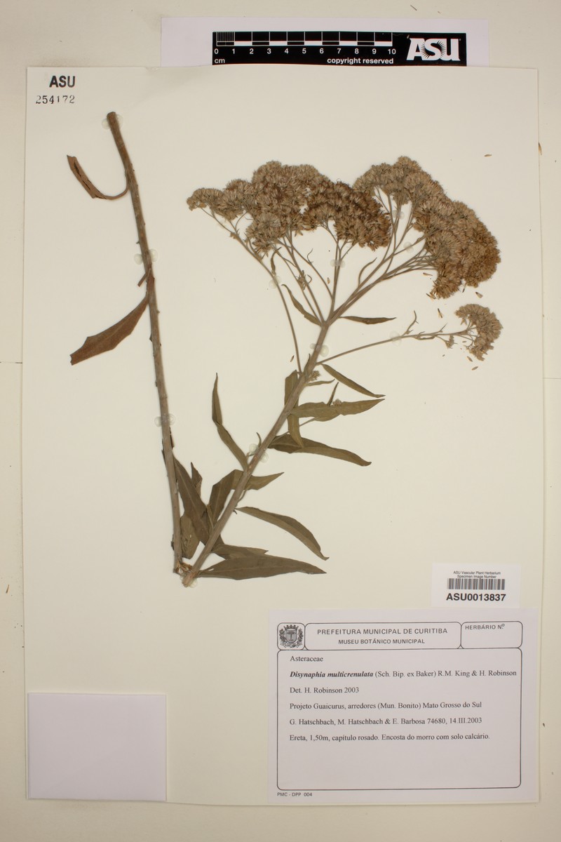 Disynaphia multicrenulata photo 5