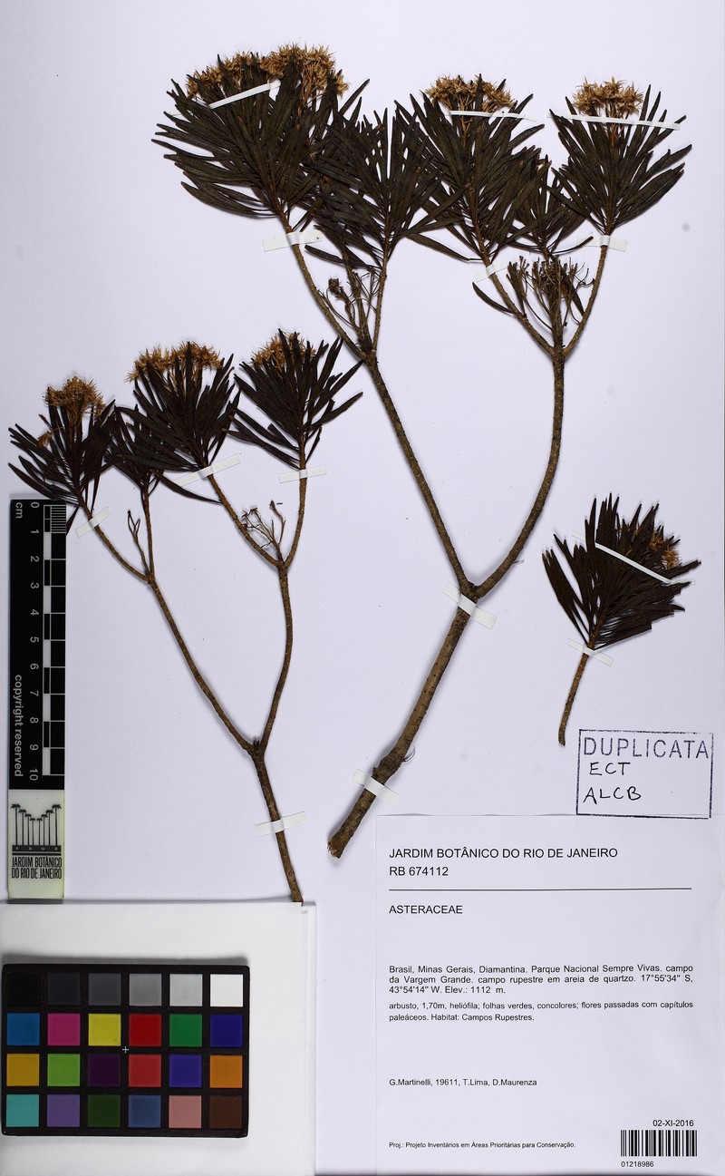 Disynaphia praeficta