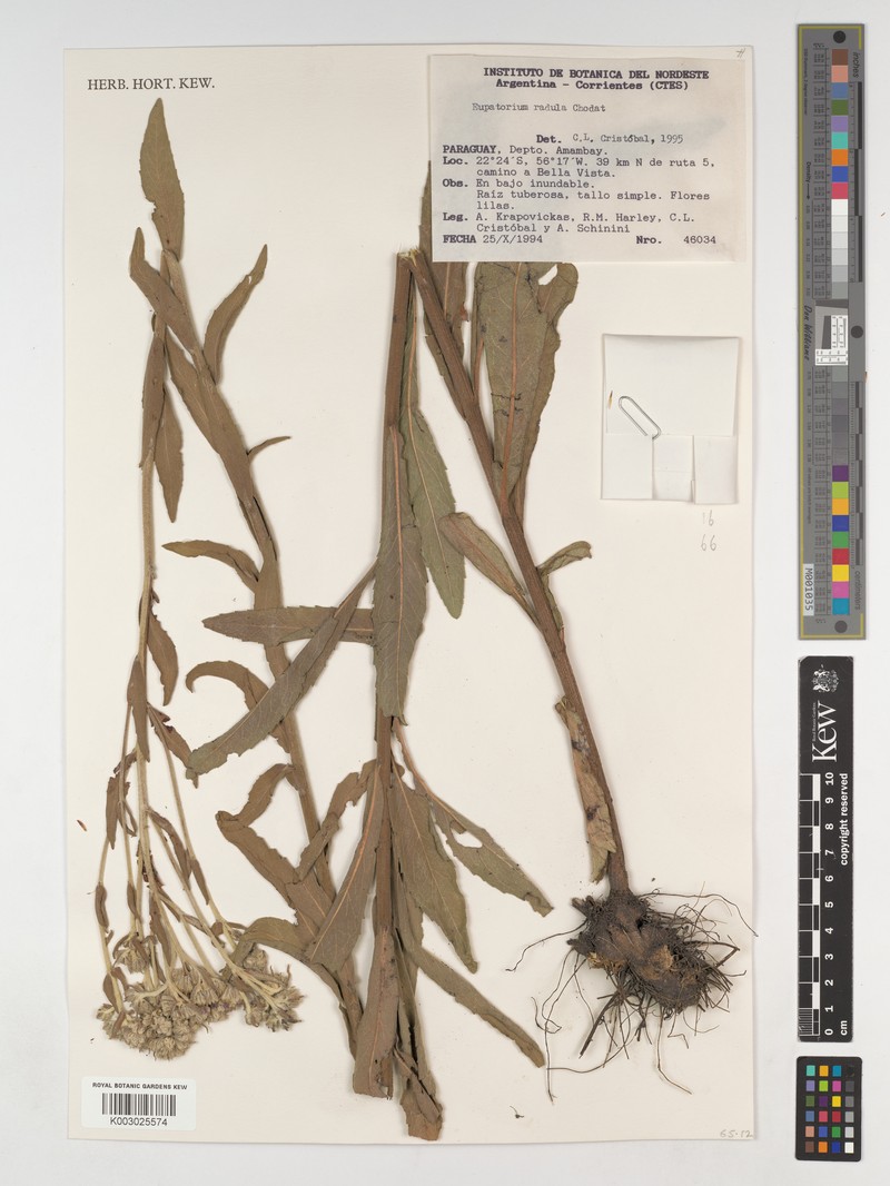 Disynaphia radula