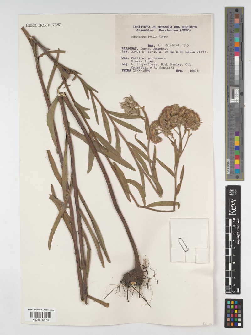 Disynaphia radula photo 2