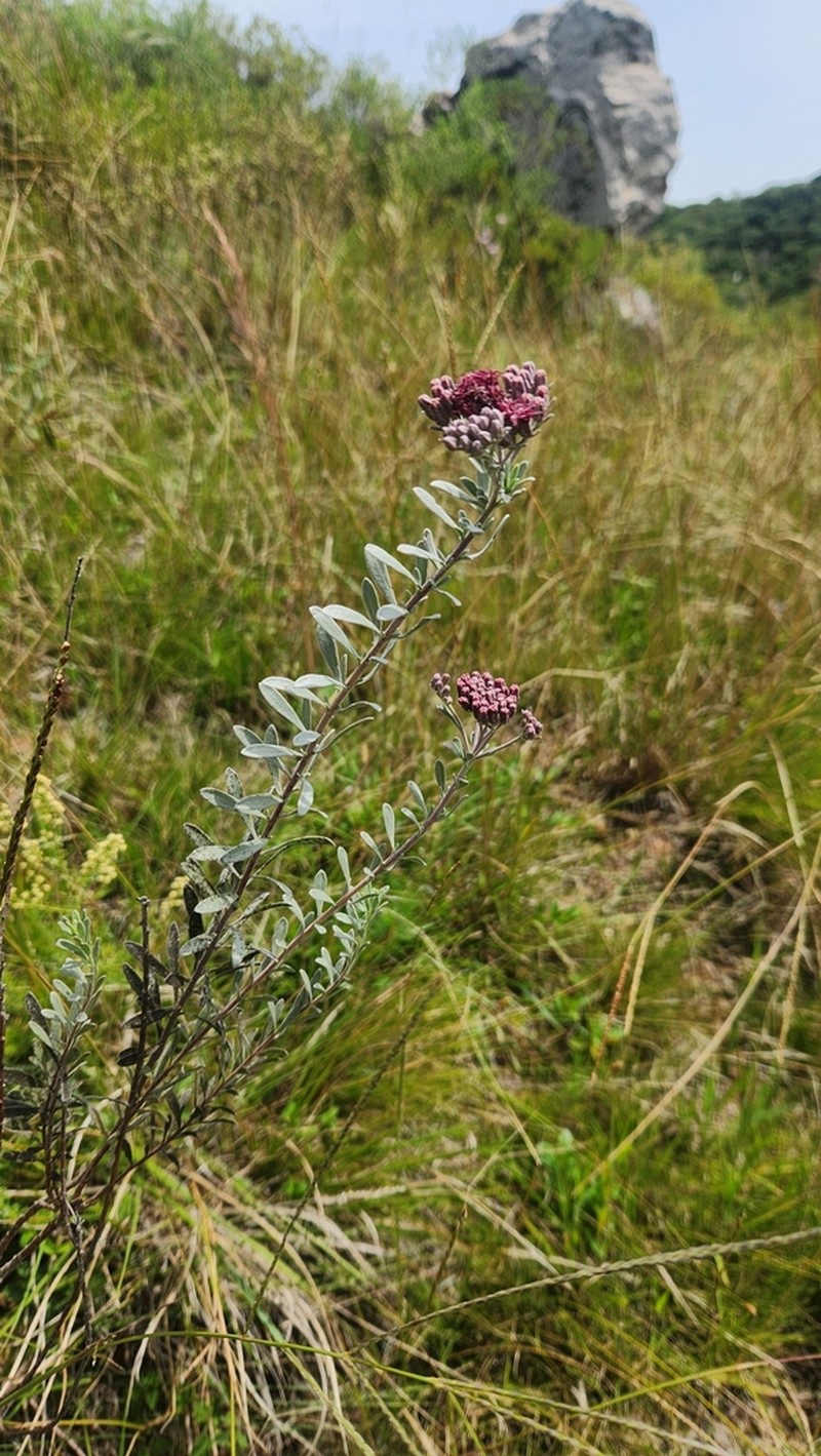 Disynaphia spathulata