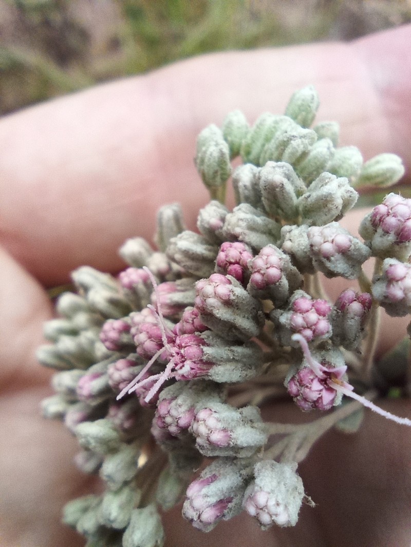 Disynaphia spathulata photo 2