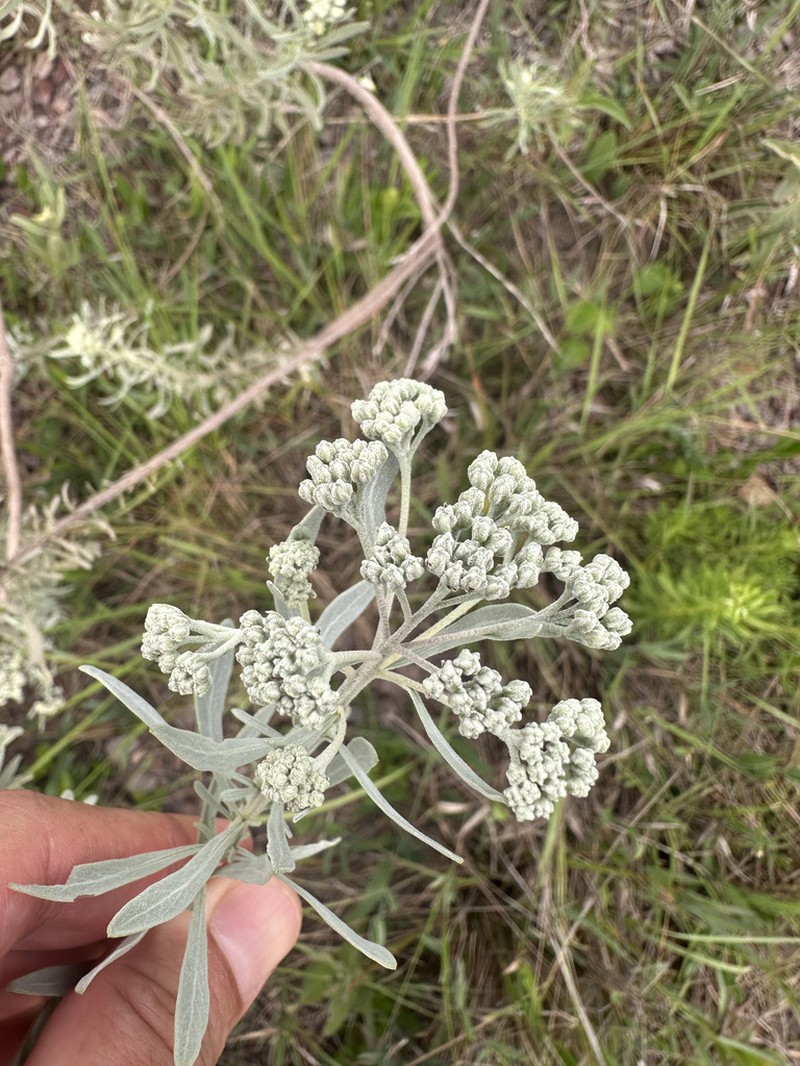 Disynaphia spathulata photo 3