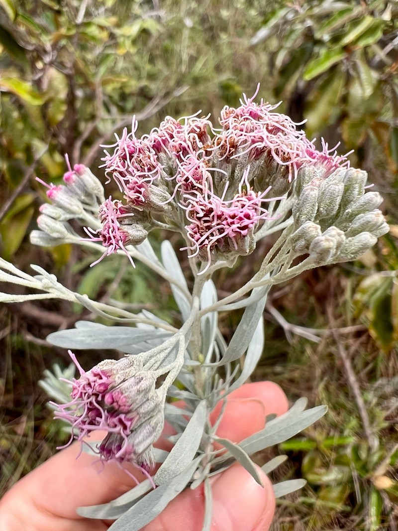 Disynaphia spathulata photo 4