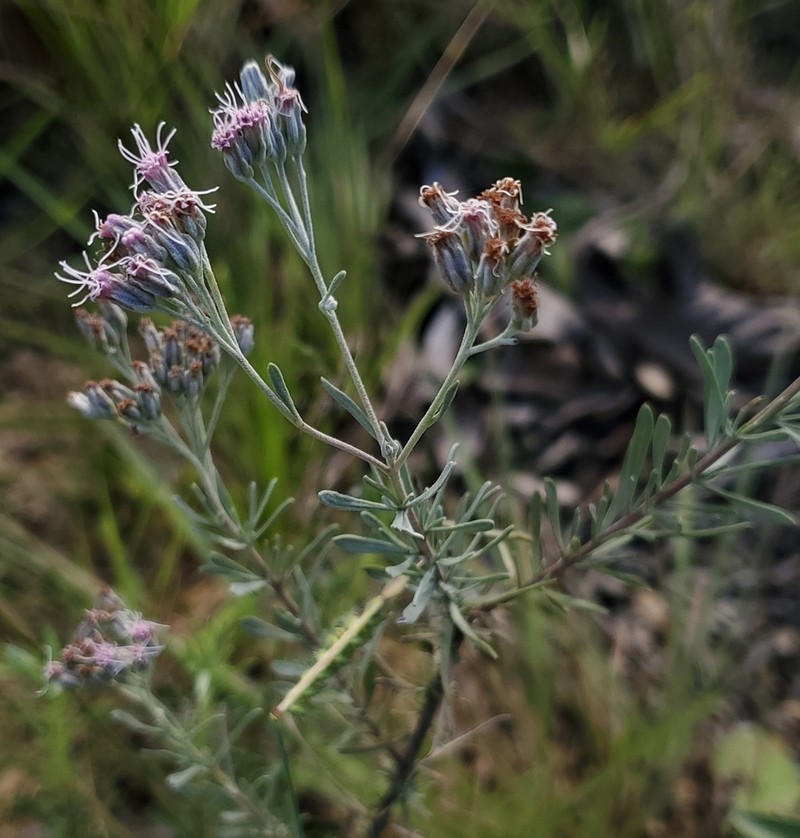 Disynaphia spathulata photo 5