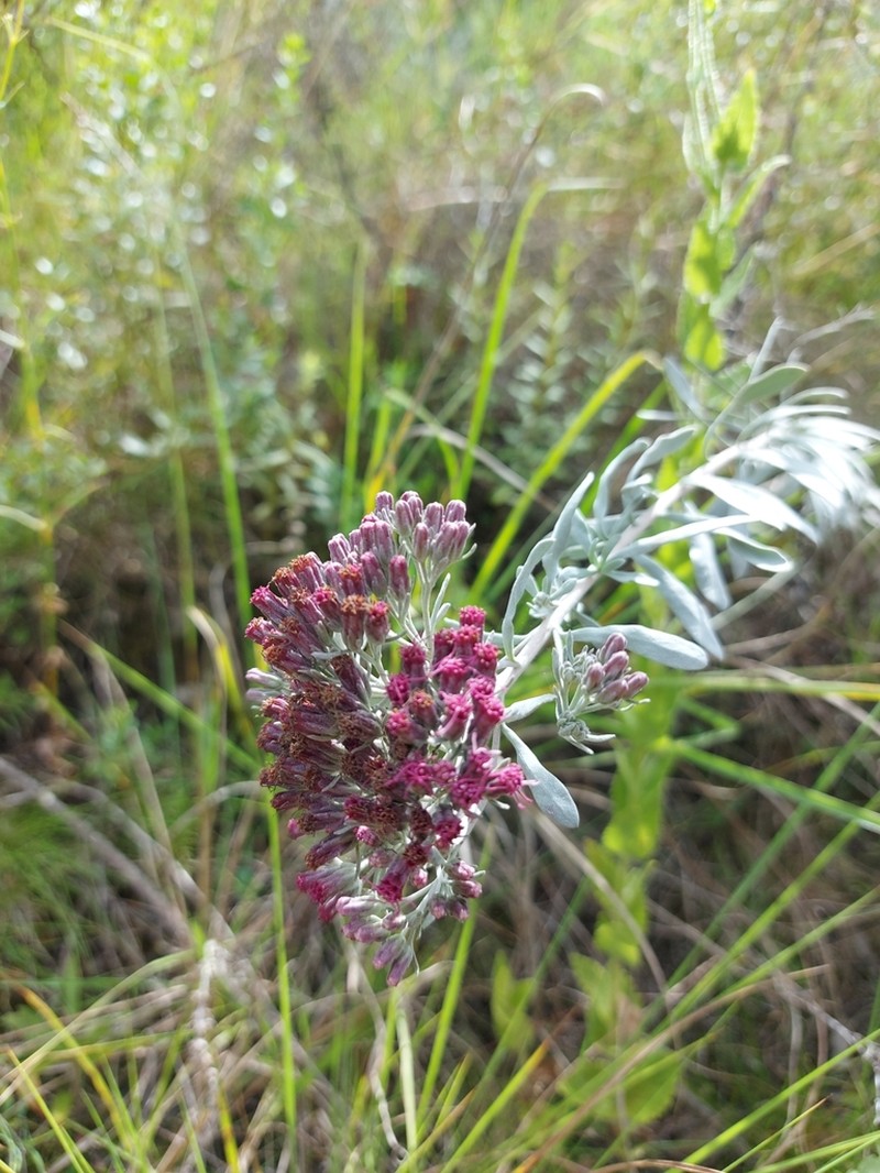 Disynaphia spathulata photo 6