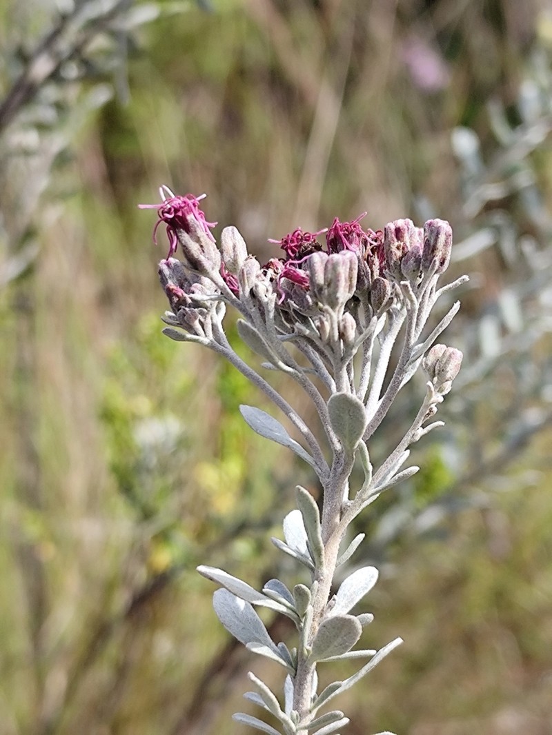 Disynaphia spathulata photo 7