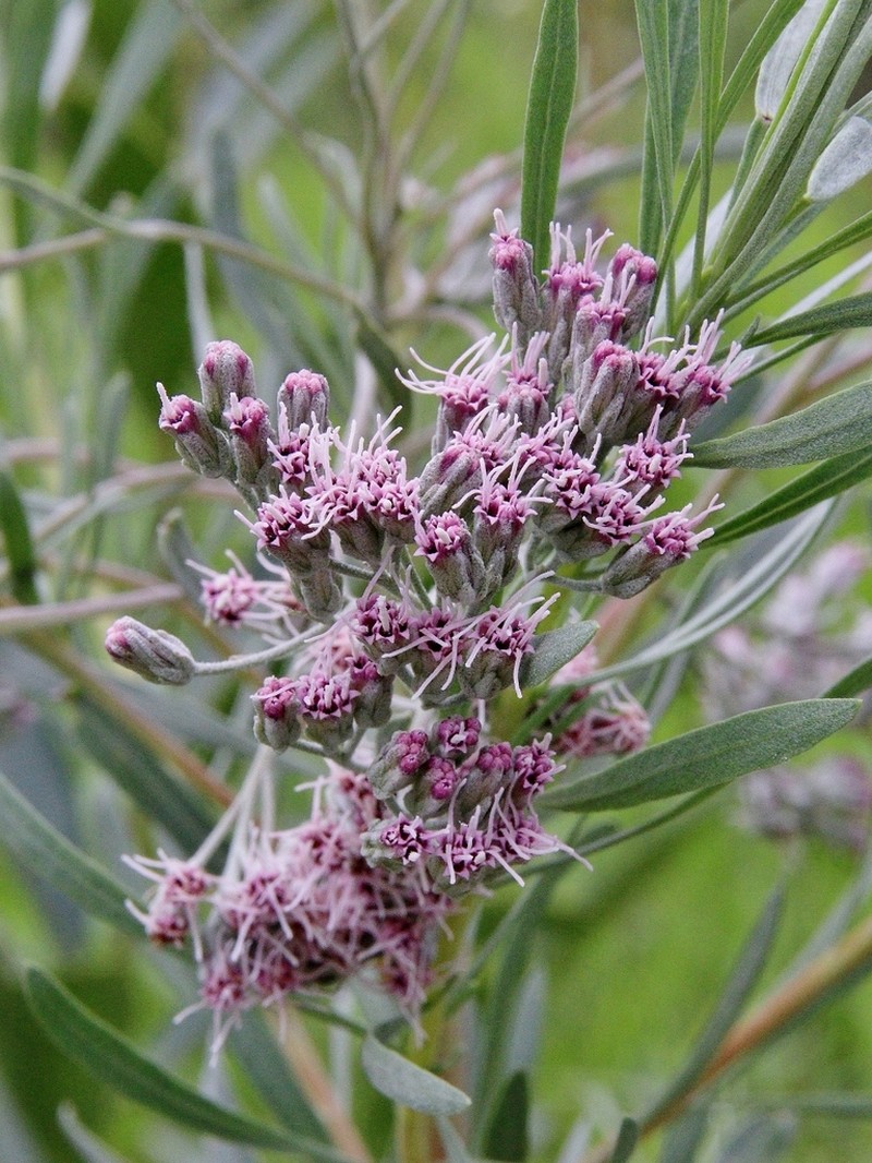 Disynaphia spathulata photo 8