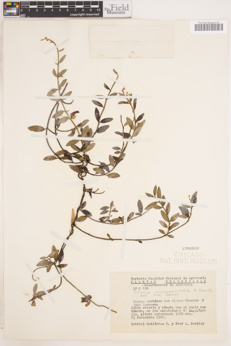 Ditassa microneriifolia