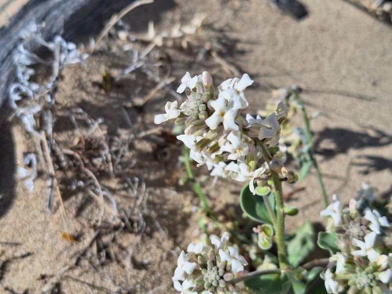 California Shieldpod photo 2