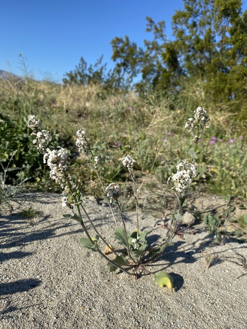 California Shieldpod photo 6
