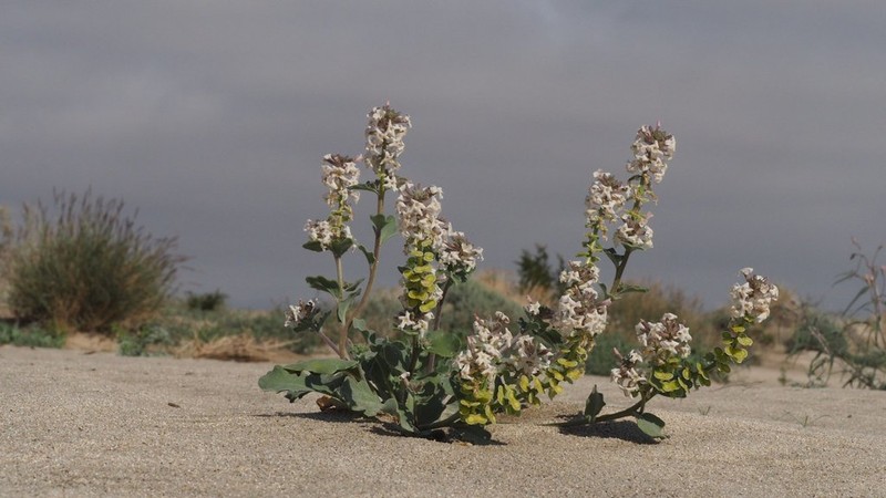 California Shieldpod photo 7