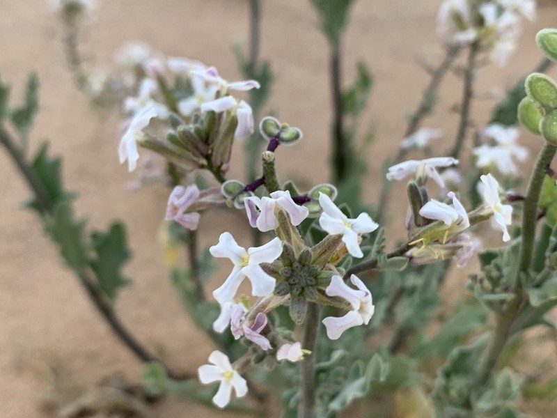 California Shieldpod photo 8