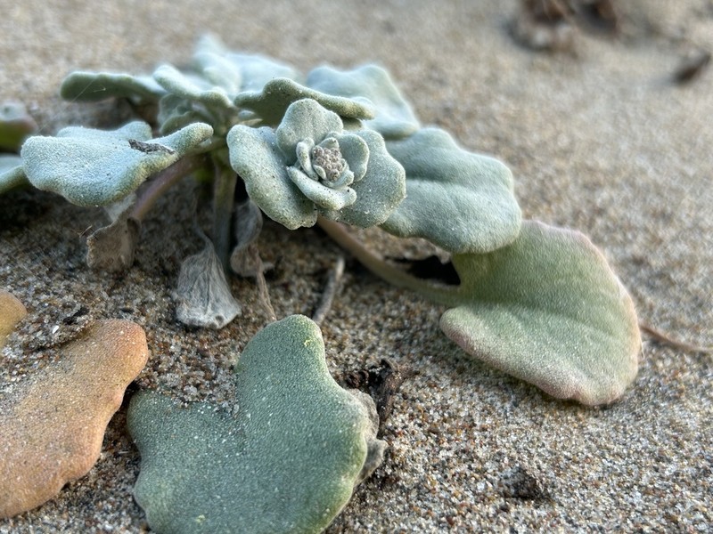 Beach Shieldpod photo 2