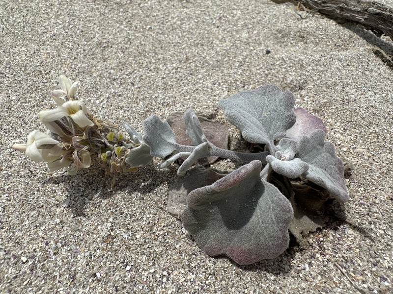 Beach Shieldpod photo 3