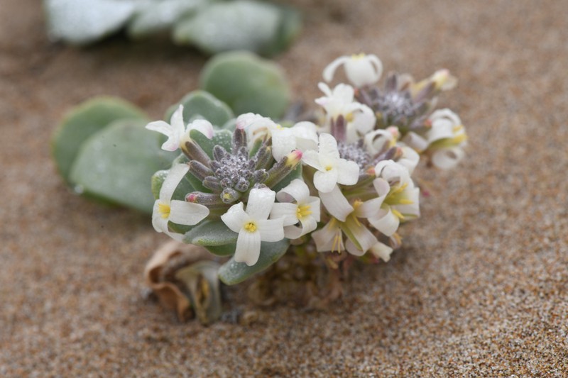 Beach Shieldpod photo 7