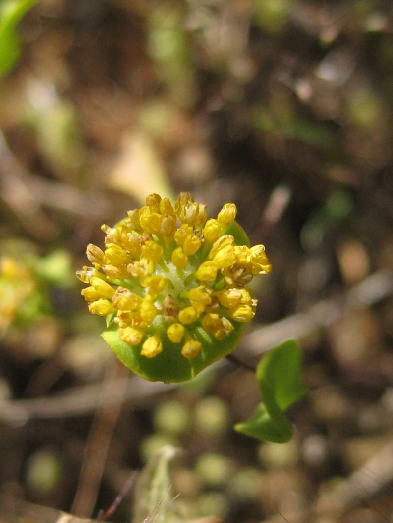 Dithyrostegia amplexicaulis