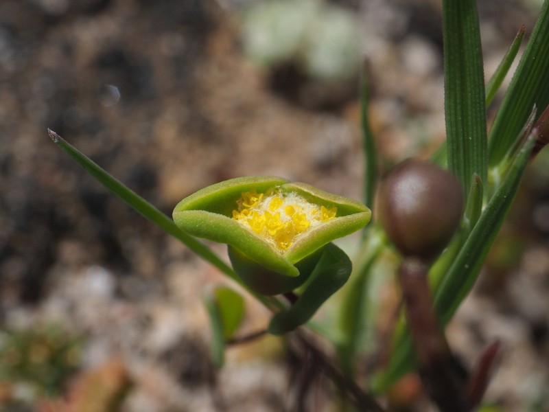 Dithyrostegia amplexicaulis photo 2