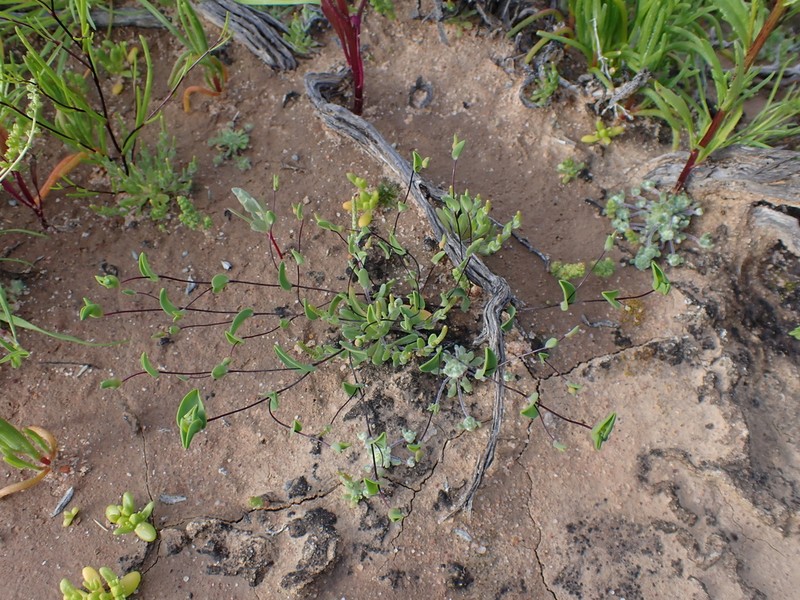Dithyrostegia amplexicaulis photo 3