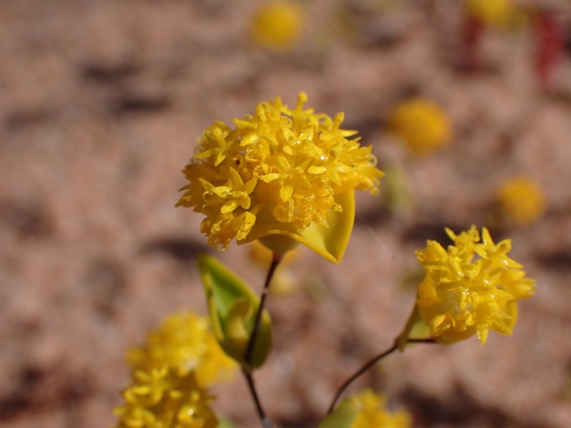 Dithyrostegia amplexicaulis photo 7