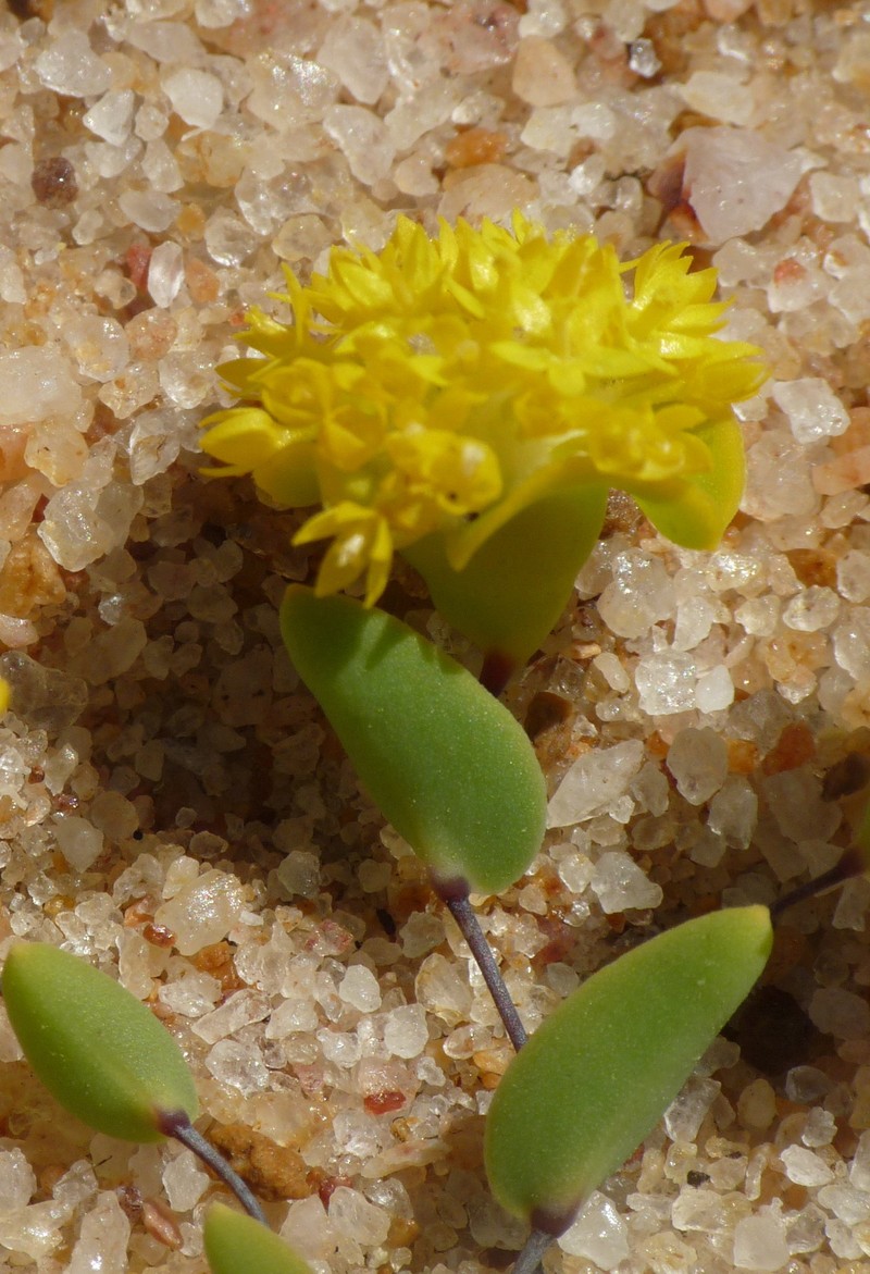 Dithyrostegia amplexicaulis photo 8