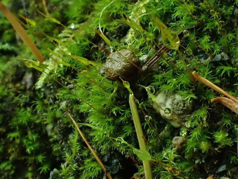 Ambiguous Ditrichum Moss
