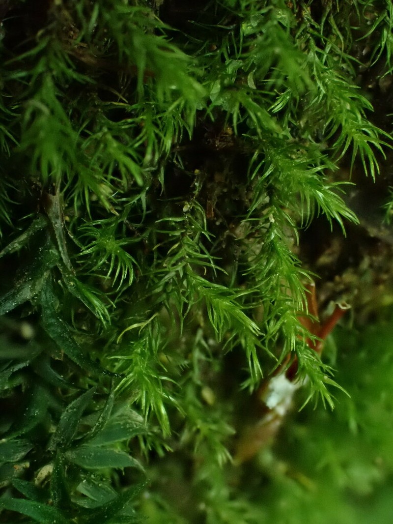 Ambiguous Ditrichum Moss photo 3